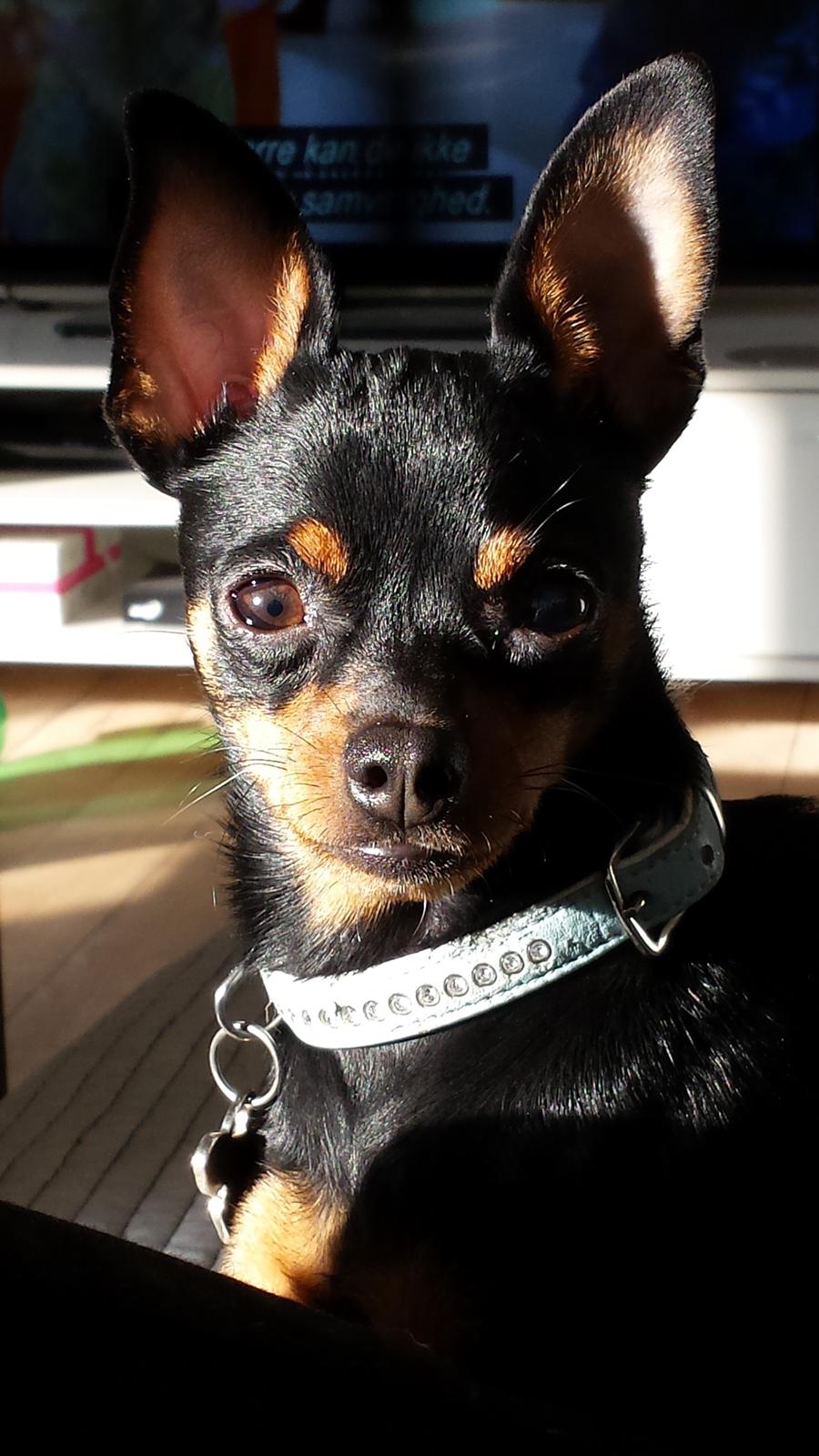 Blanding af racer Ninja *pivdyr* - Smukkesen, den 10. november 2013 <3 billede 13