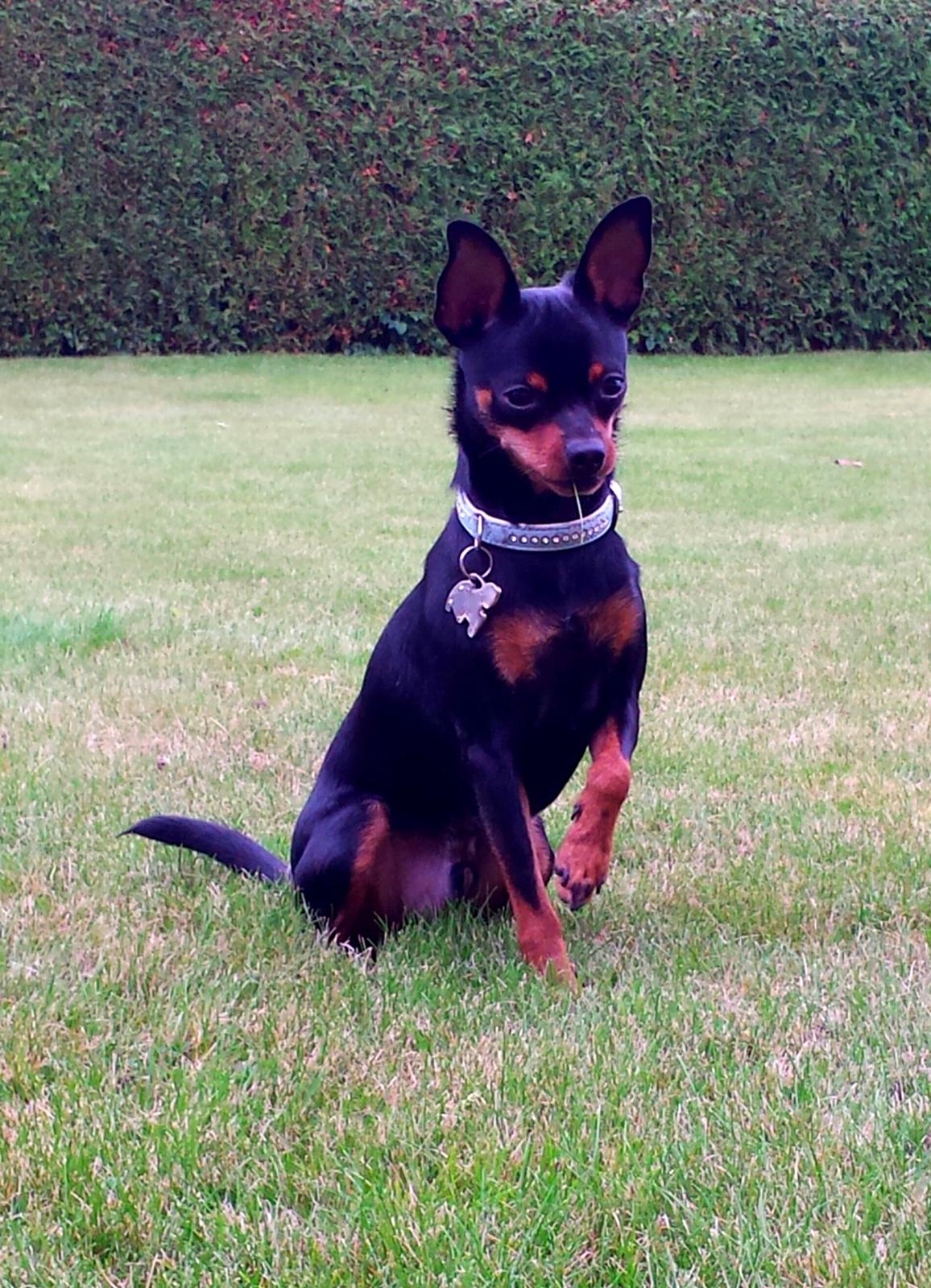 Blanding af racer Ninja *pivdyr* - Venter tålmodigt på bolden :D efterår 2013 billede 15