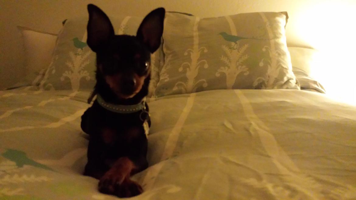 Blanding af racer Ninja *pivdyr* billede 16