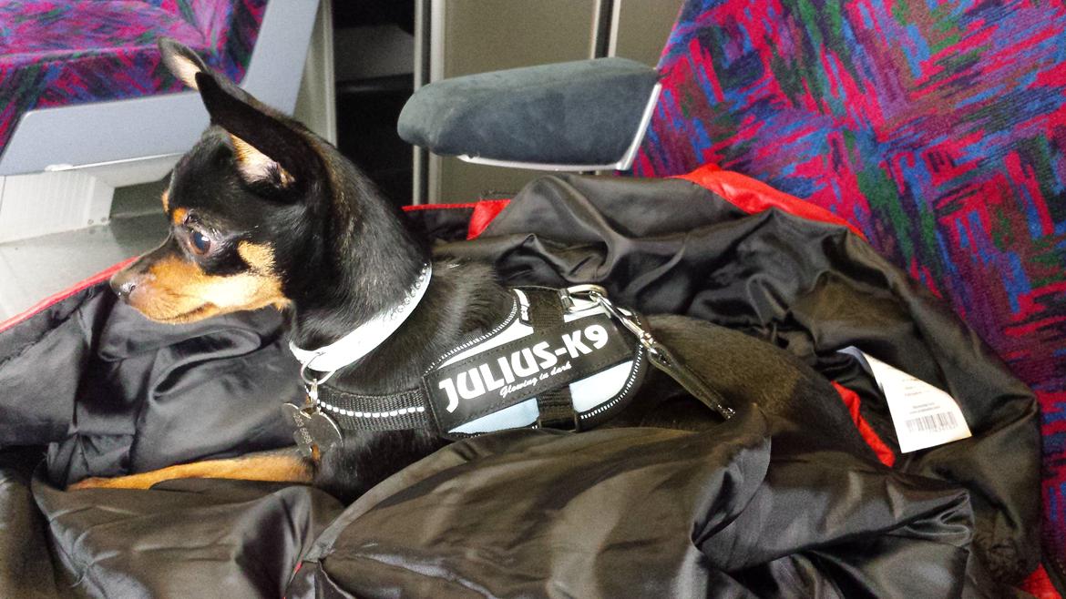 Blanding af racer Ninja *pivdyr* - På togtur. Efteråret 2013 billede 17