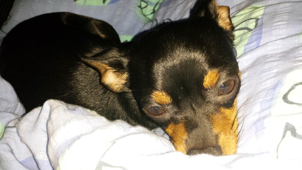 Blanding af racer Ninja *pivdyr* - Træt lille vovse. Oktober 2013 billede 34