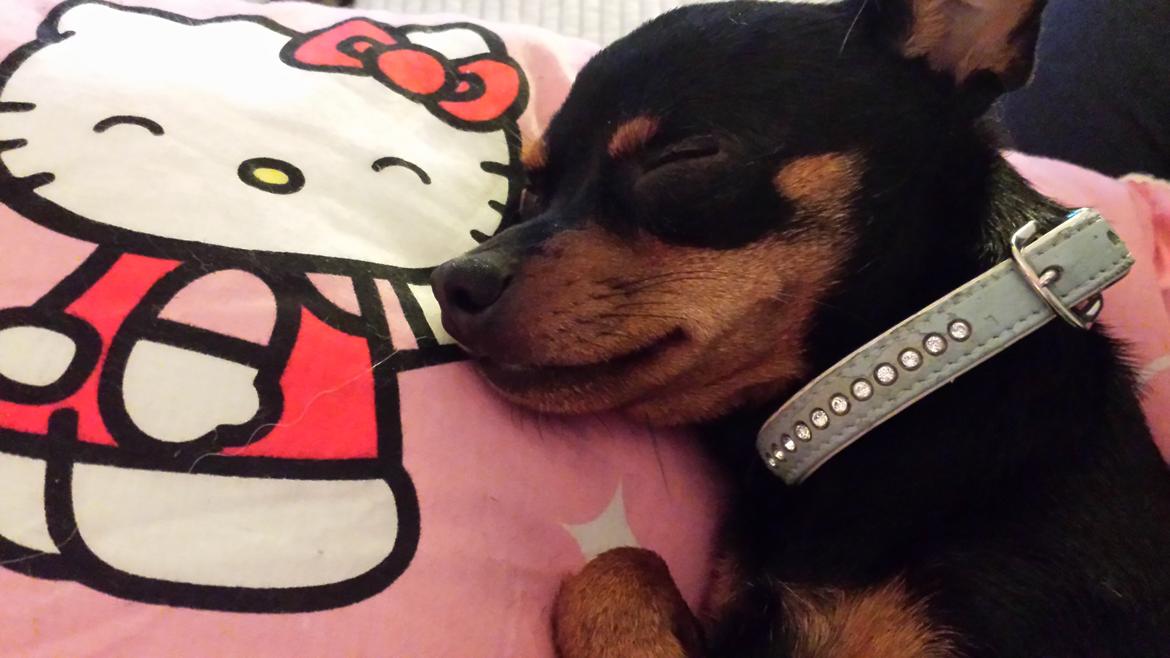 Blanding af racer Ninja *pivdyr* - Ligger lige og putter med Kitty ;) billede 36