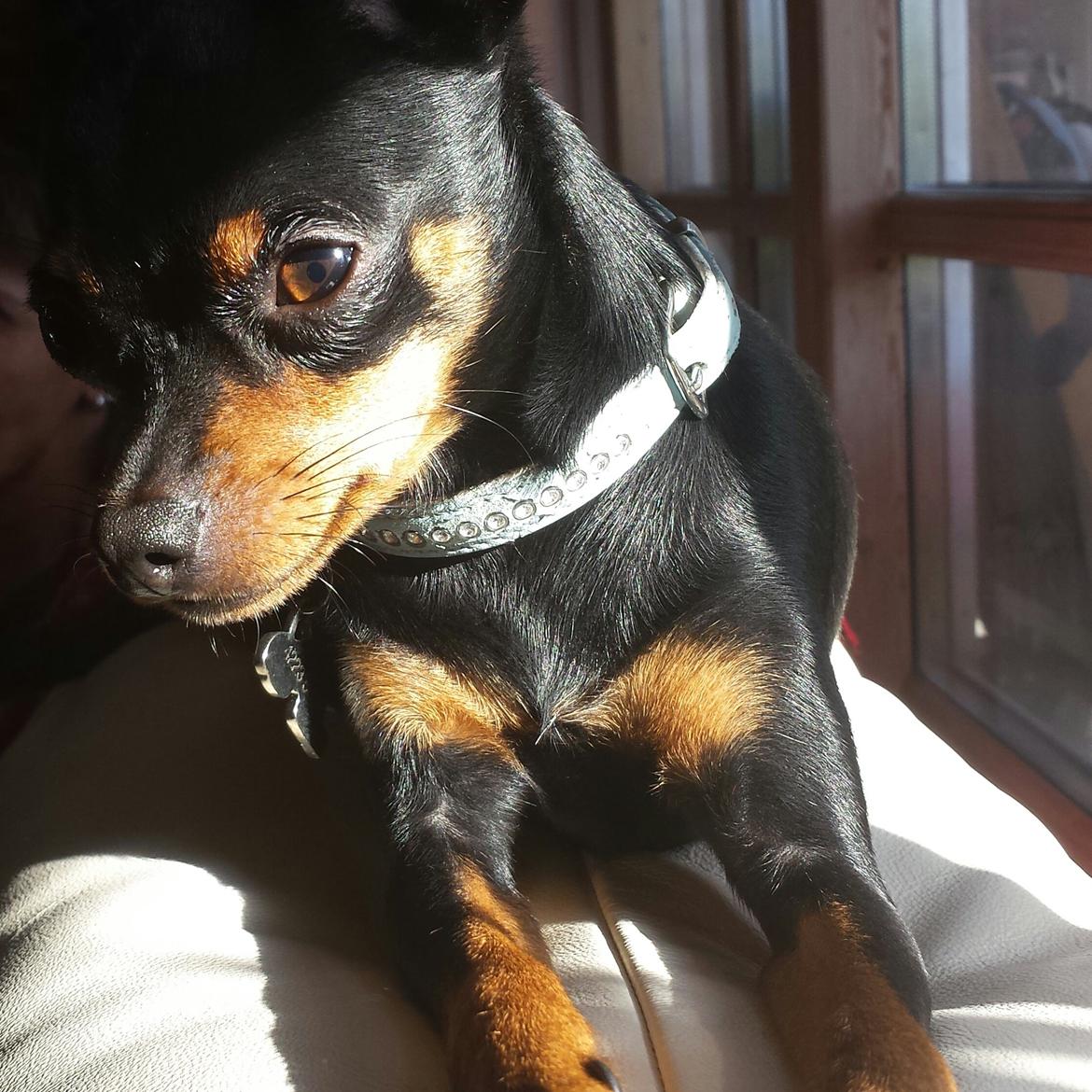 Blanding af racer Ninja *pivdyr* billede 37