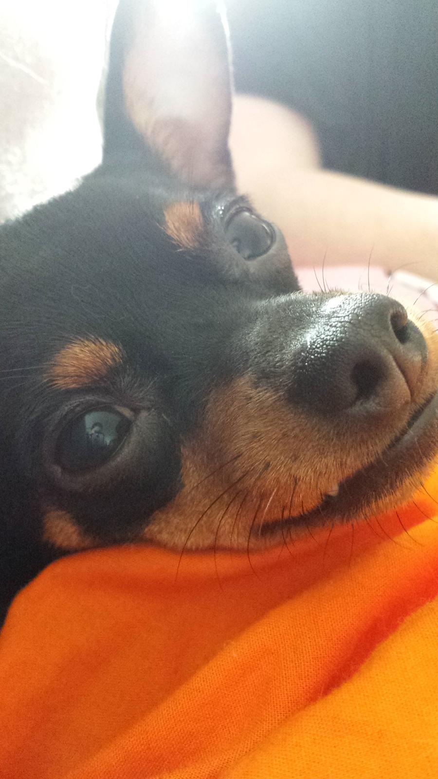 Blanding af racer Ninja *pivdyr* billede 38