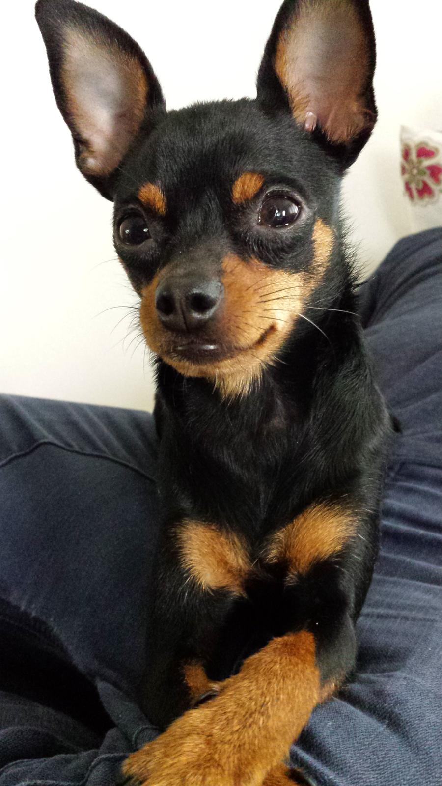 Blanding af racer Ninja *pivdyr* billede 39