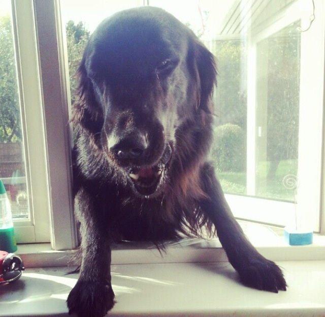 Flat coated retriever Strike billede 8