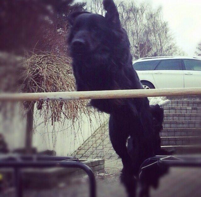 Flat coated retriever Strike billede 10