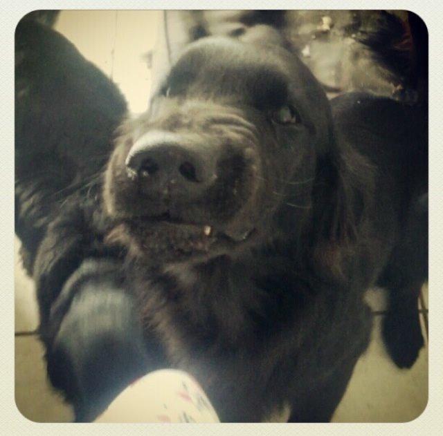 Flat coated retriever Strike billede 11