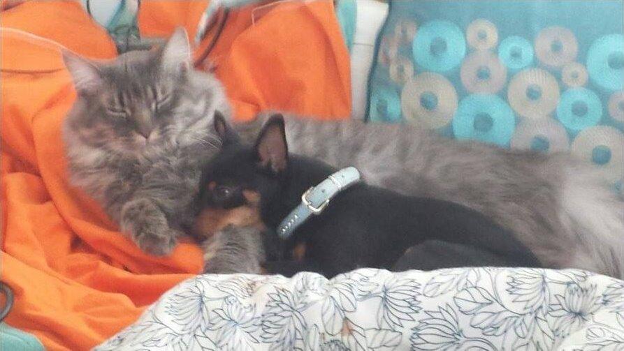 Blanding af racer Ninja *pivdyr* - Bedste venner! billede 40