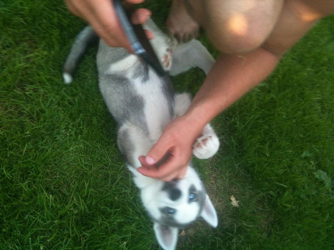 Siberian husky Aslan billede 1