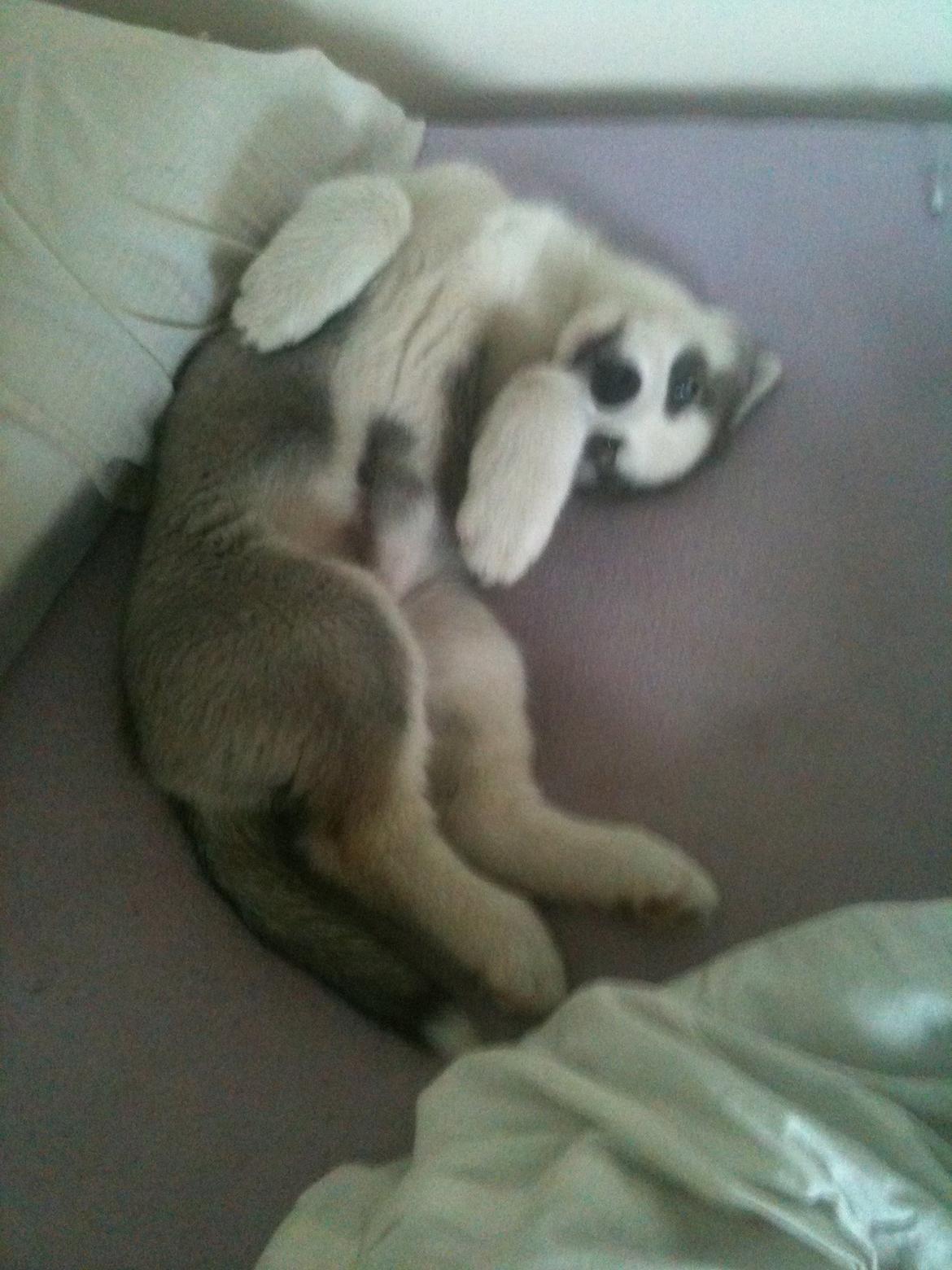 Siberian husky Aslan billede 2