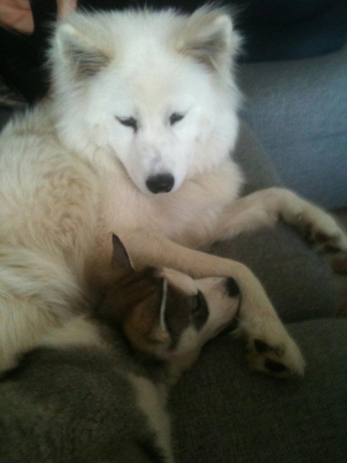 Siberian husky Aslan billede 3