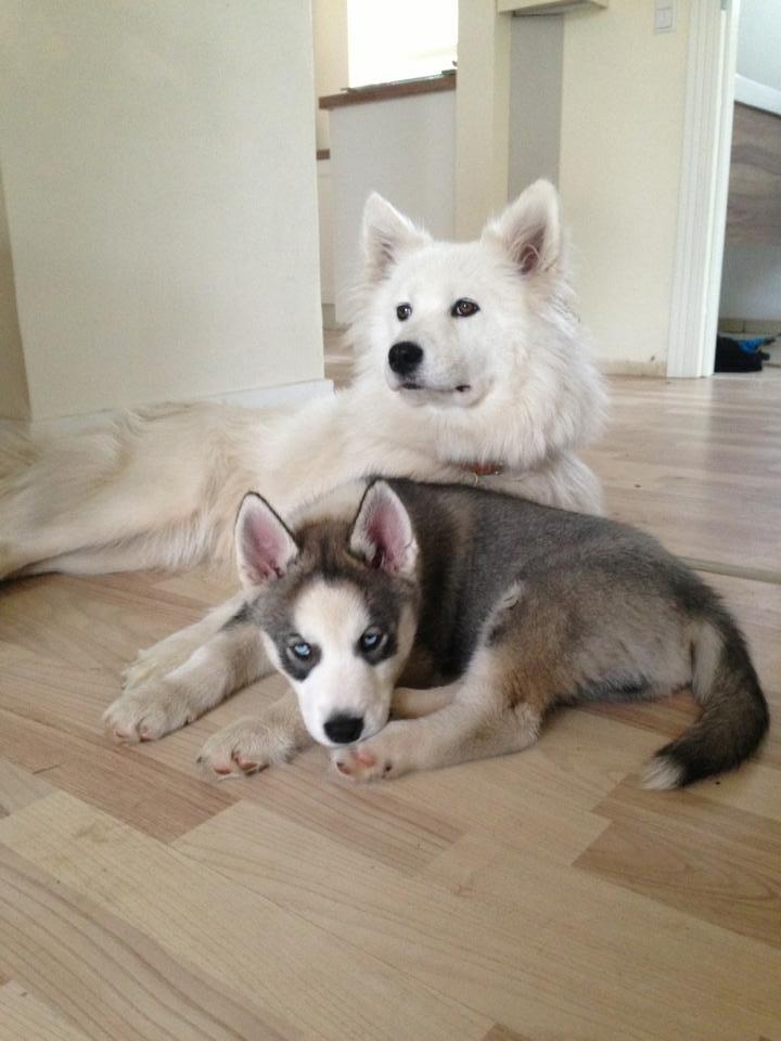 Siberian husky Aslan billede 4