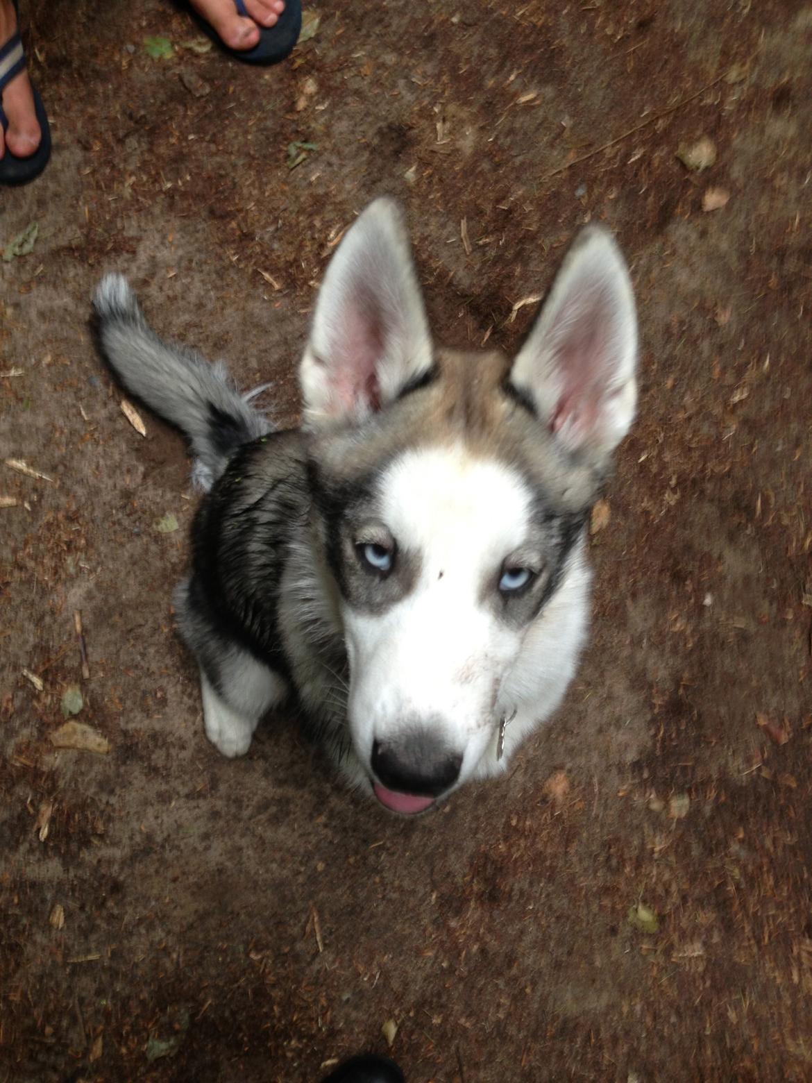 Siberian husky Aslan billede 6