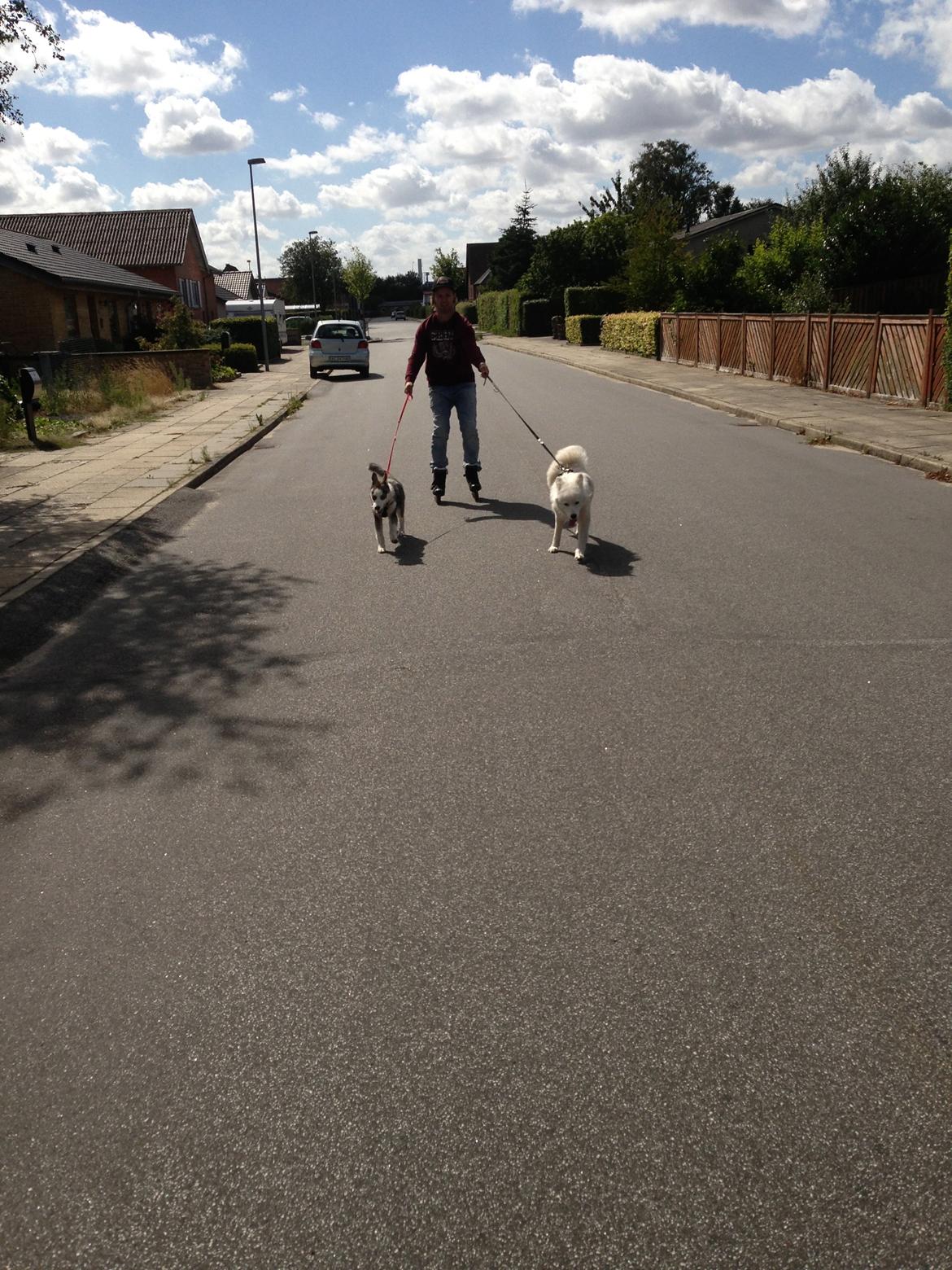 Siberian husky Aslan billede 7