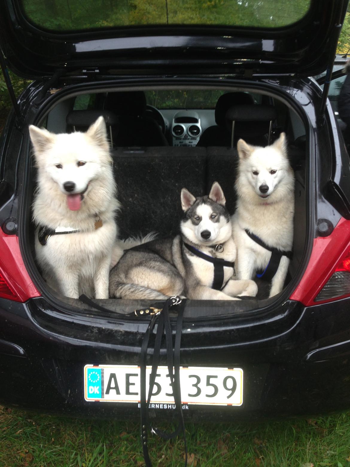 Siberian husky Aslan billede 8