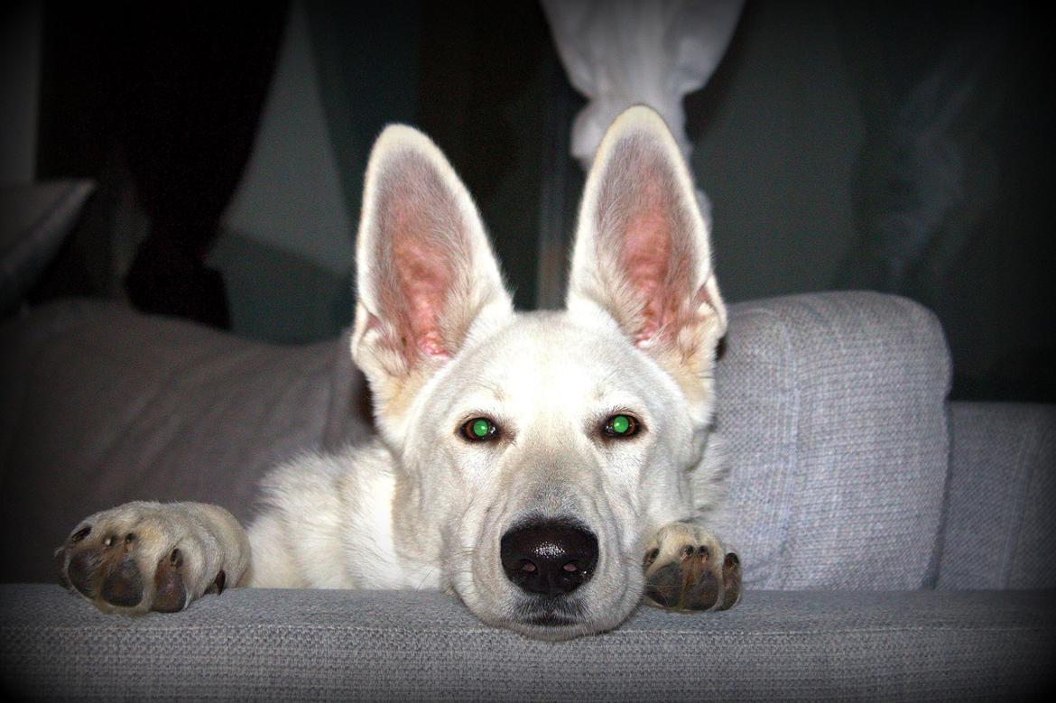 Hvid schæfer Homie billede 14