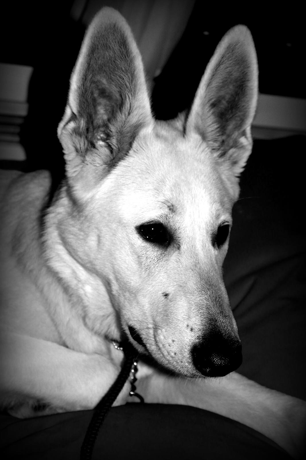 Hvid schæfer Homie billede 17