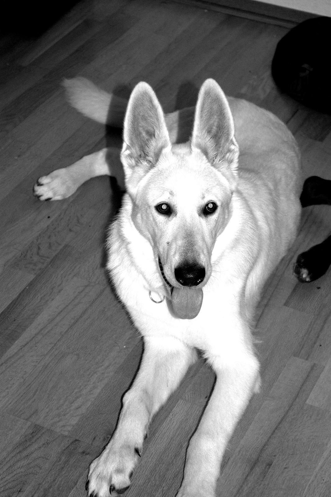 Hvid schæfer Homie billede 16