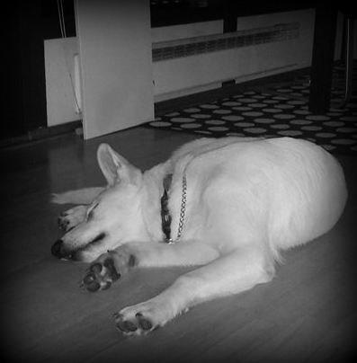 Hvid schæfer Homie billede 18