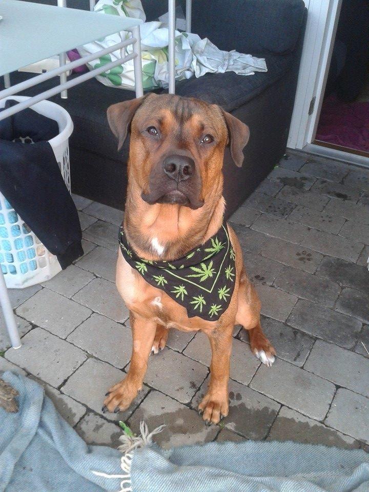 Blanding af racer ( bob ) marley - 9mdr<3  tiden går stærk kææft jeg elsker dig bølle man os 2 foraltid <3  billede 49