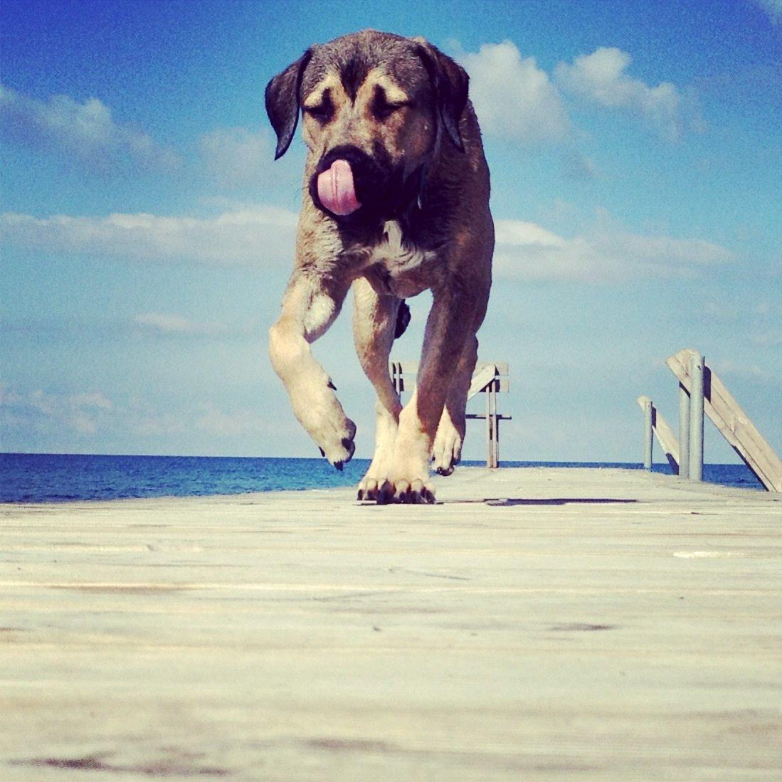 Blanding af racer Teddy billede 9