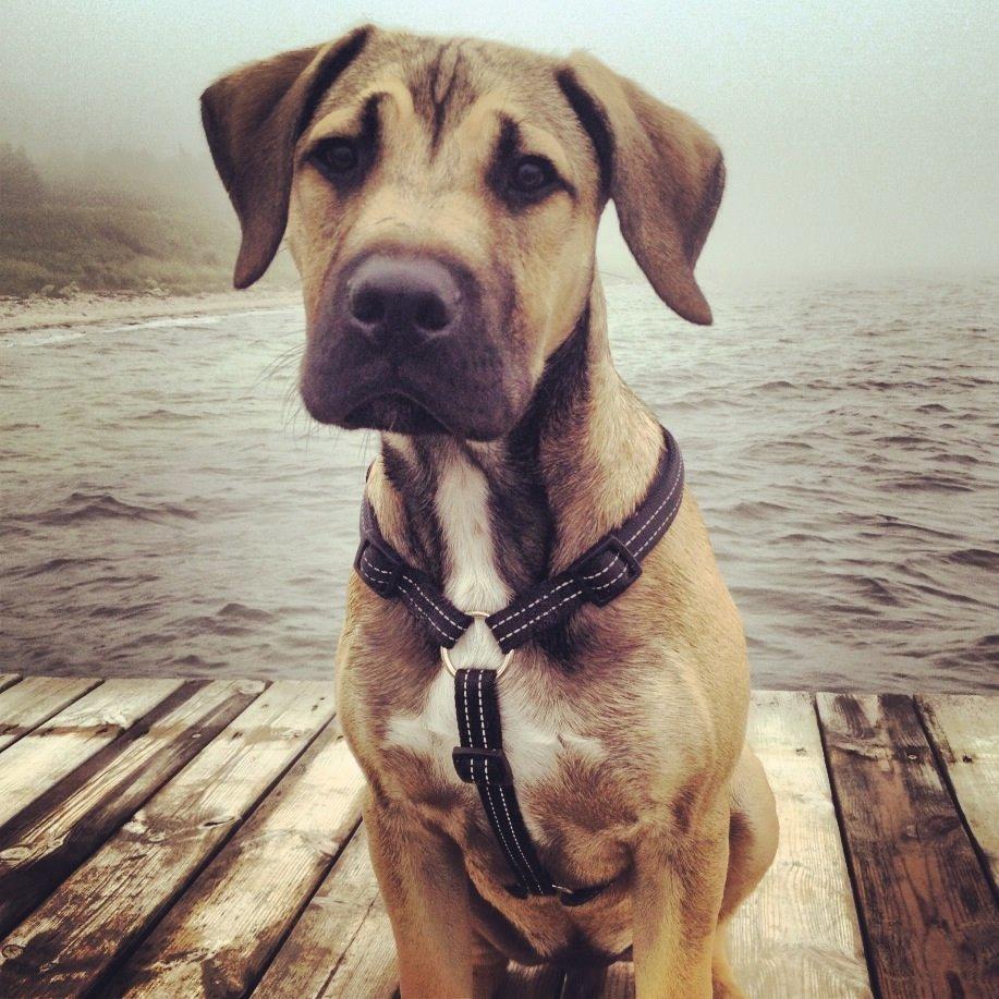 Blanding af racer Teddy billede 10