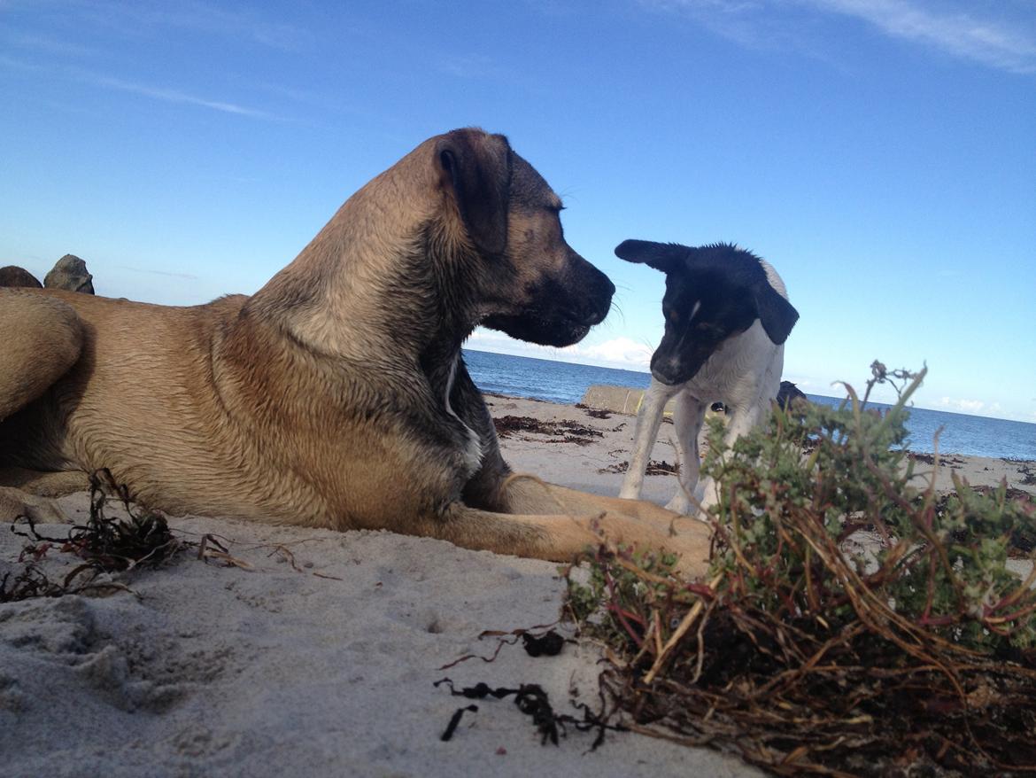 Blanding af racer Teddy billede 11