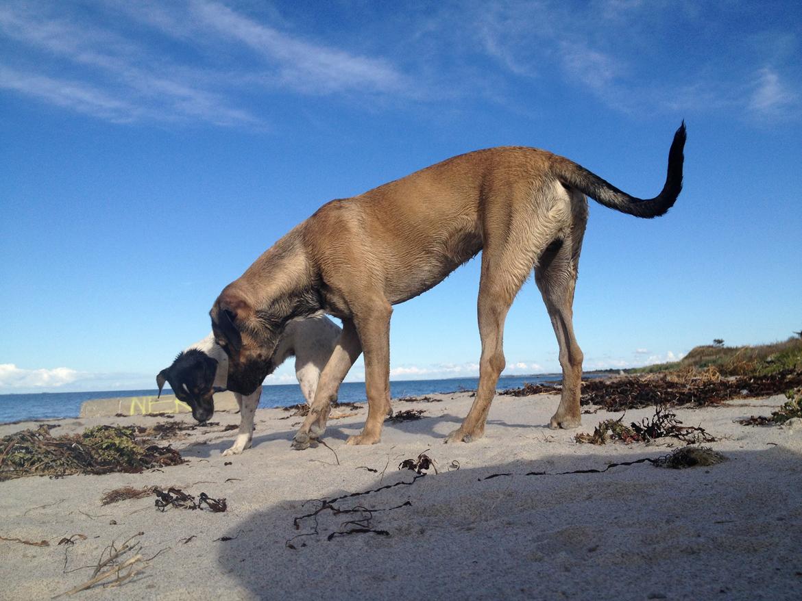 Blanding af racer Teddy billede 12