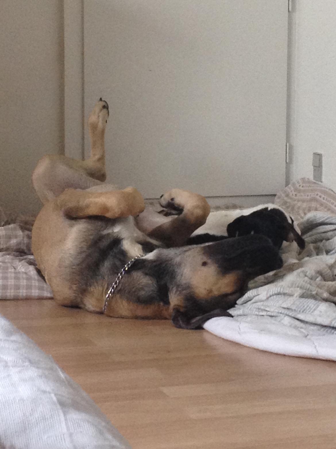 Blanding af racer Teddy billede 13