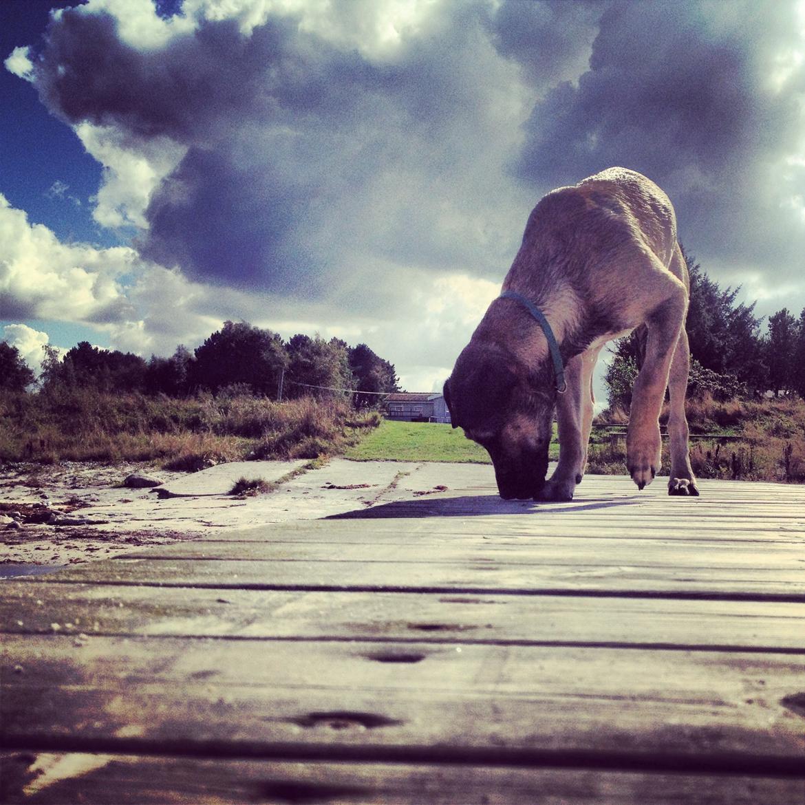 Blanding af racer Teddy billede 14