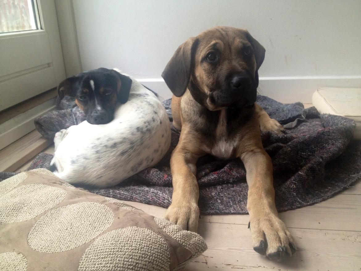 Blanding af racer Teddy billede 15