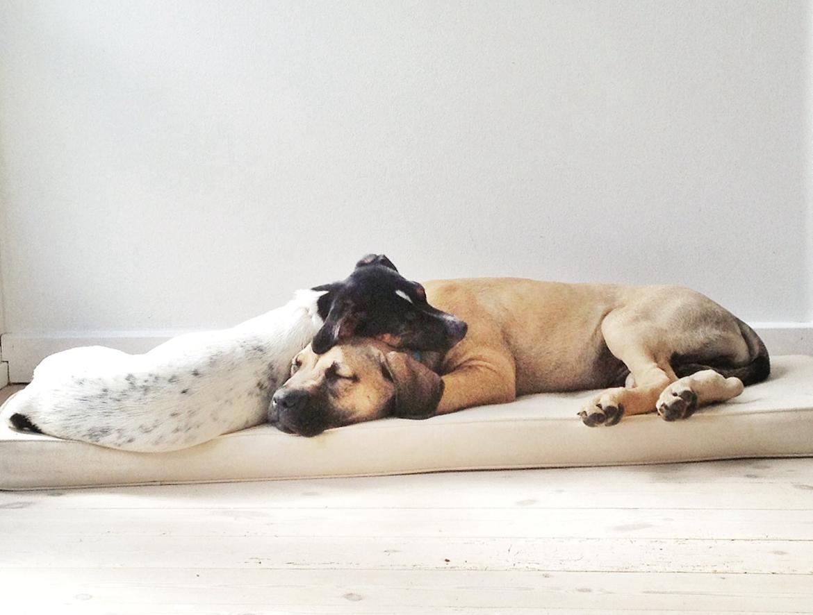 Blanding af racer Teddy billede 16