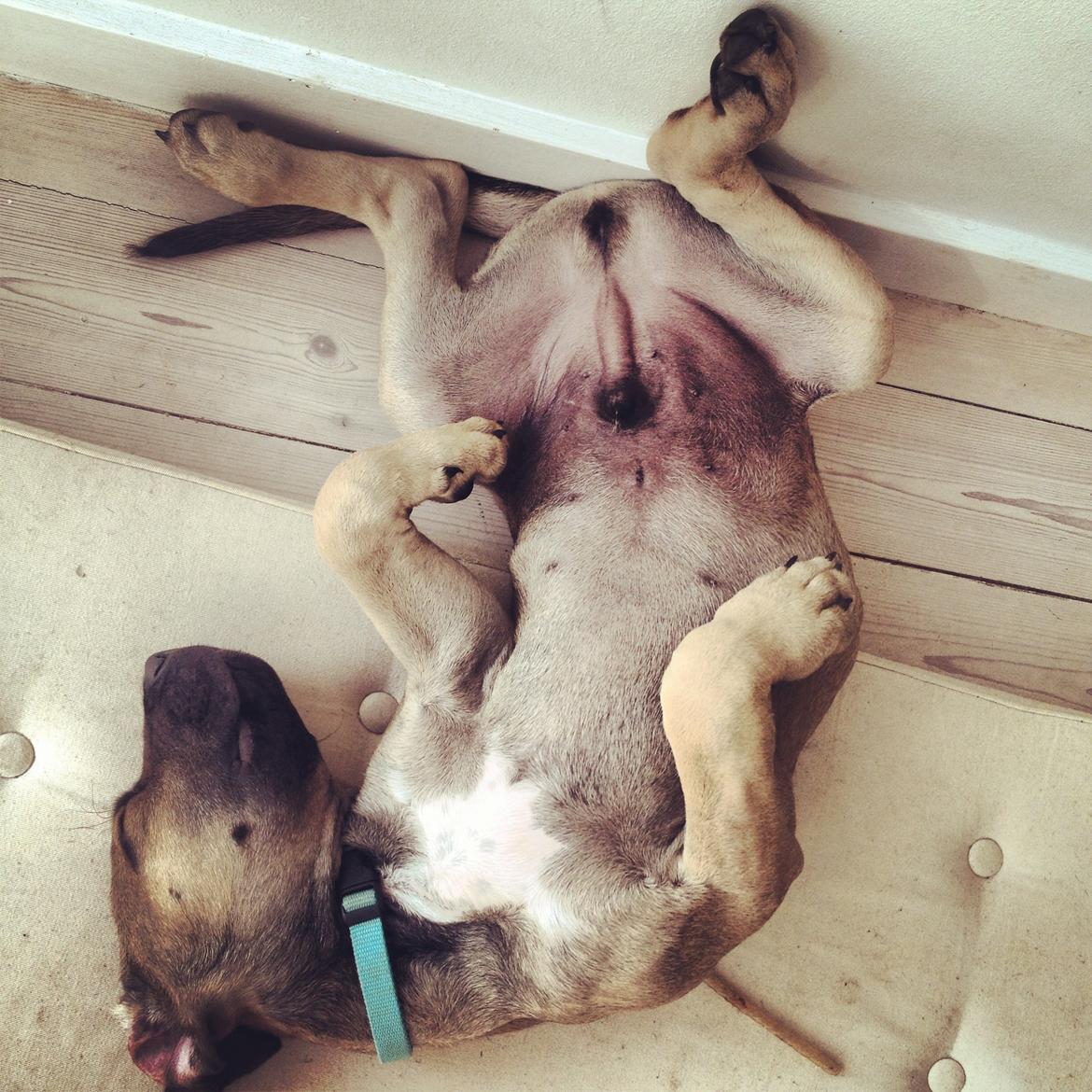 Blanding af racer Teddy billede 17