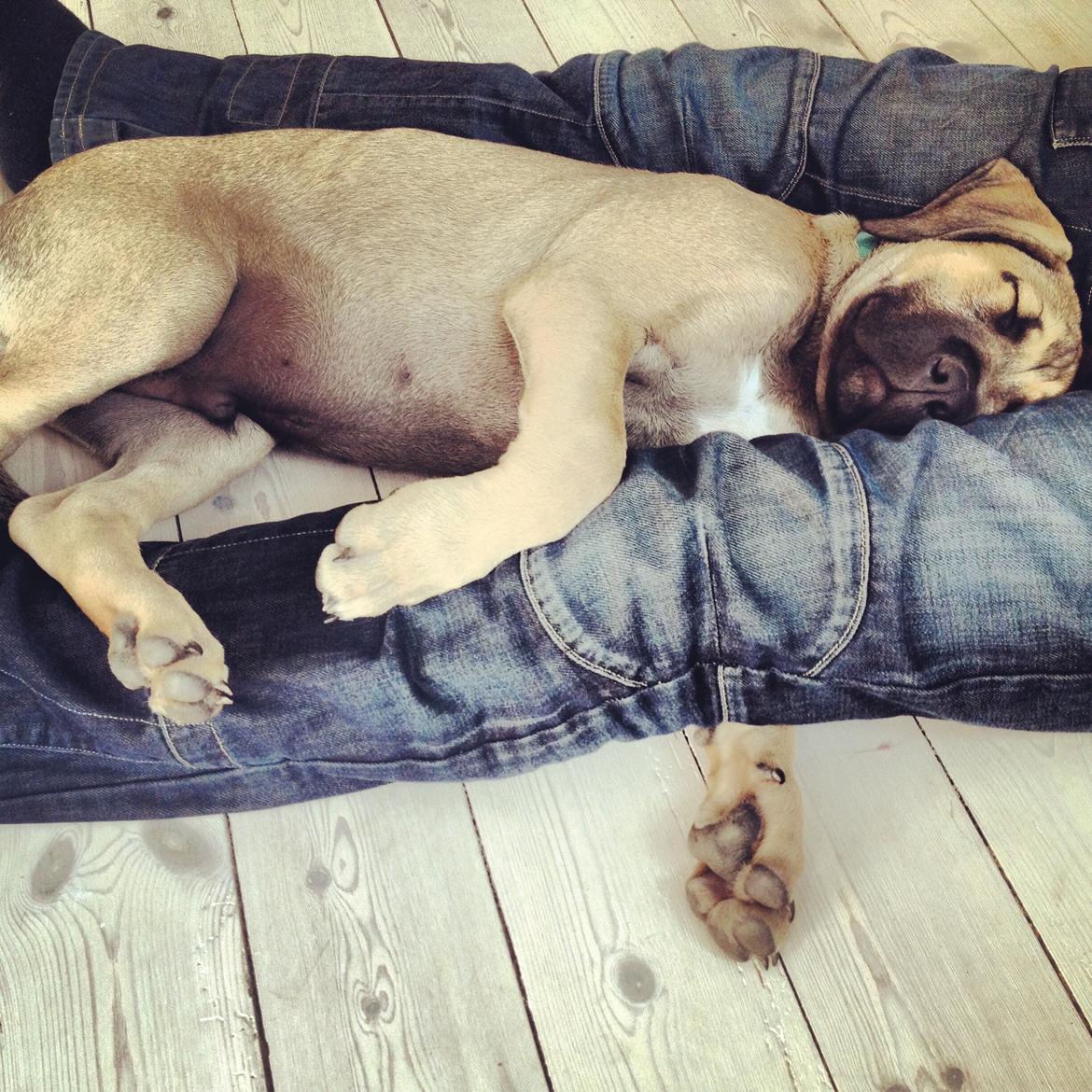 Blanding af racer Teddy billede 18