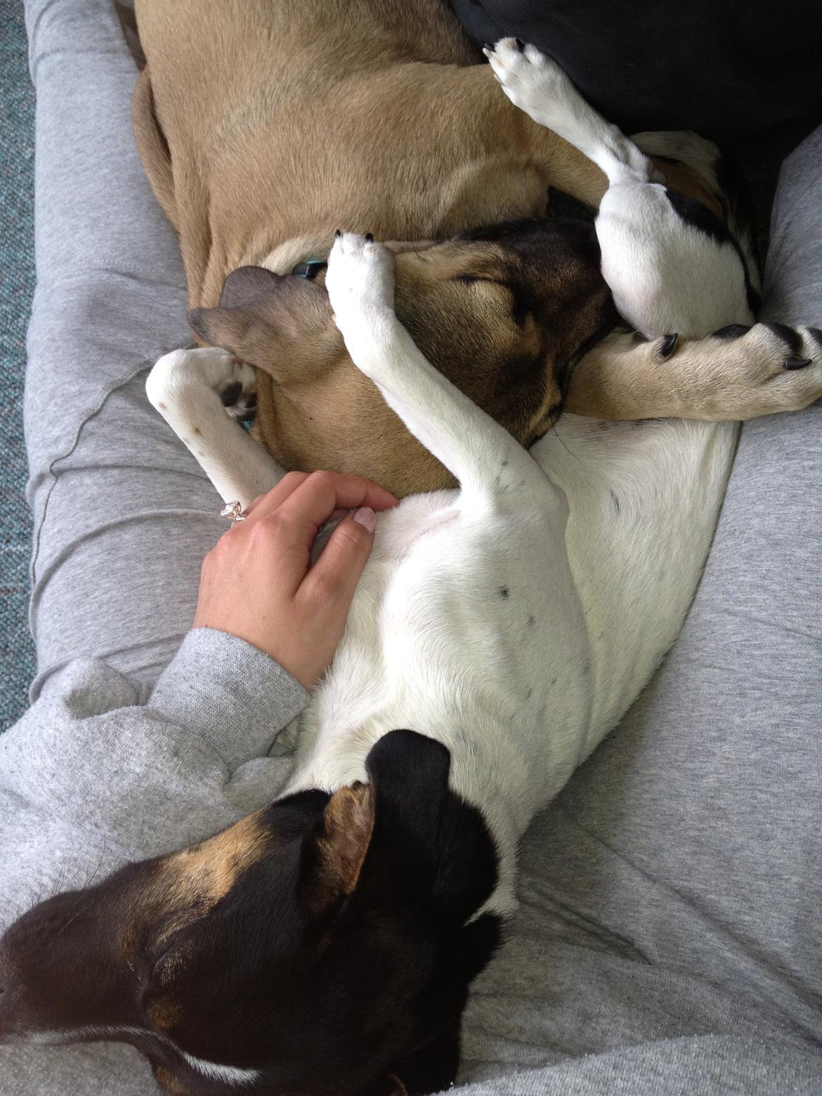 Blanding af racer Teddy billede 19