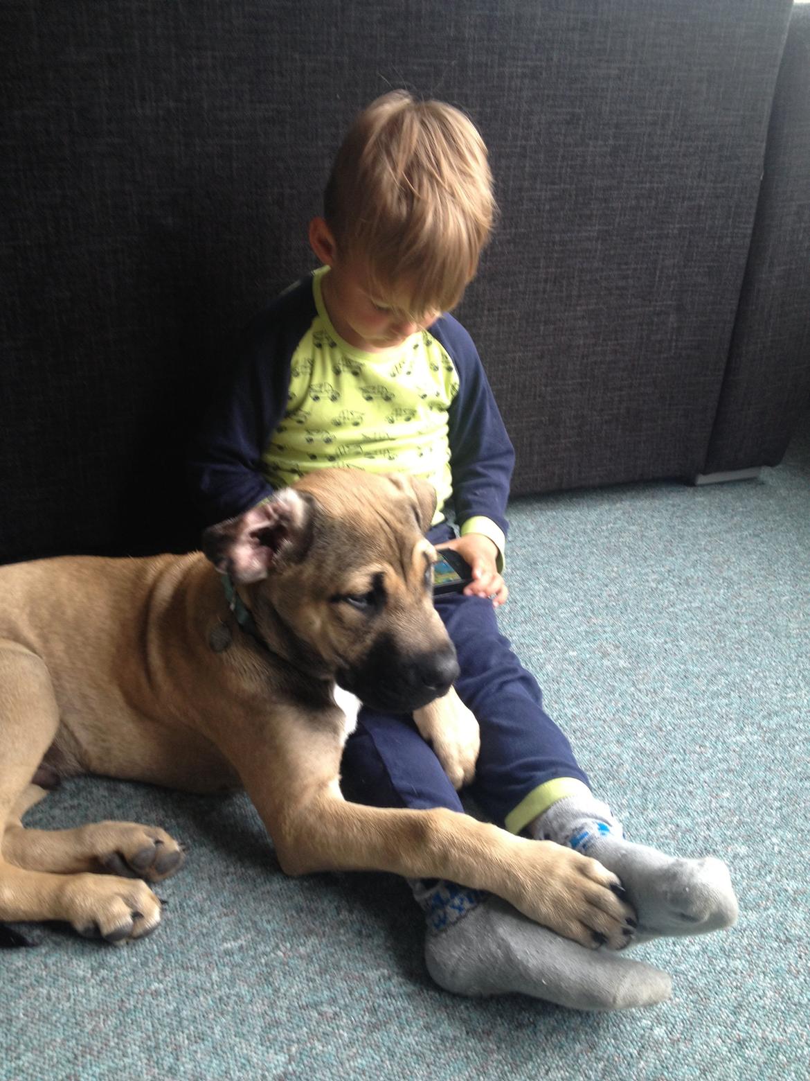 Blanding af racer Teddy billede 20