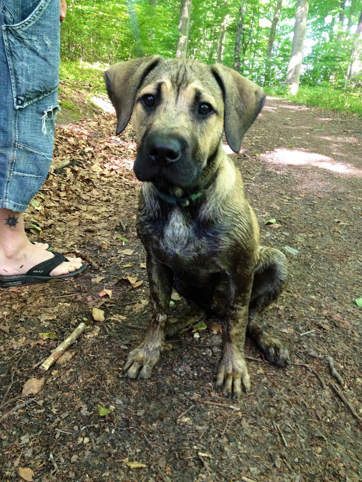 Blanding af racer Teddy billede 21