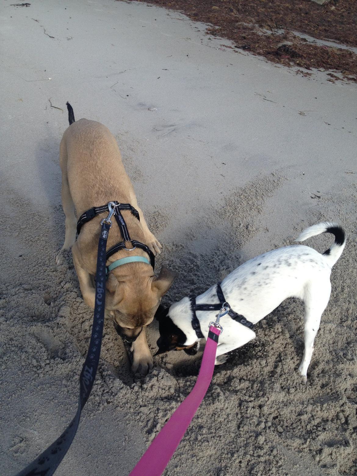 Blanding af racer Teddy billede 22