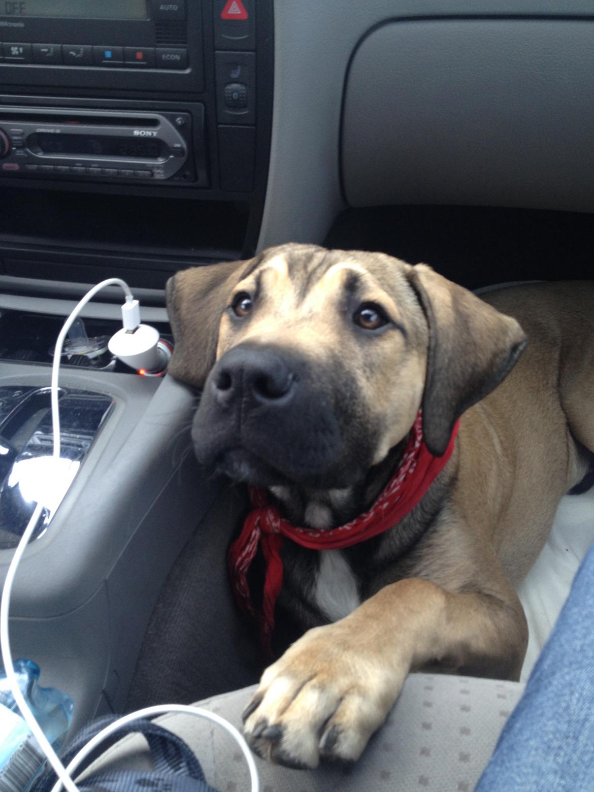 Blanding af racer Teddy billede 23