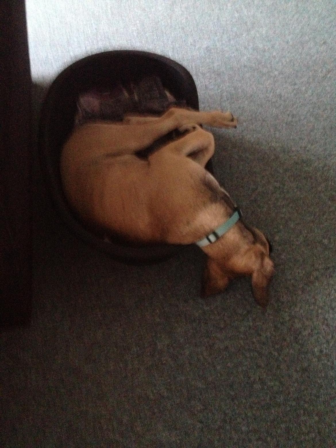 Blanding af racer Teddy billede 24