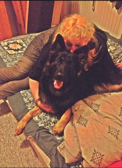 Schæferhund Freja billede 2