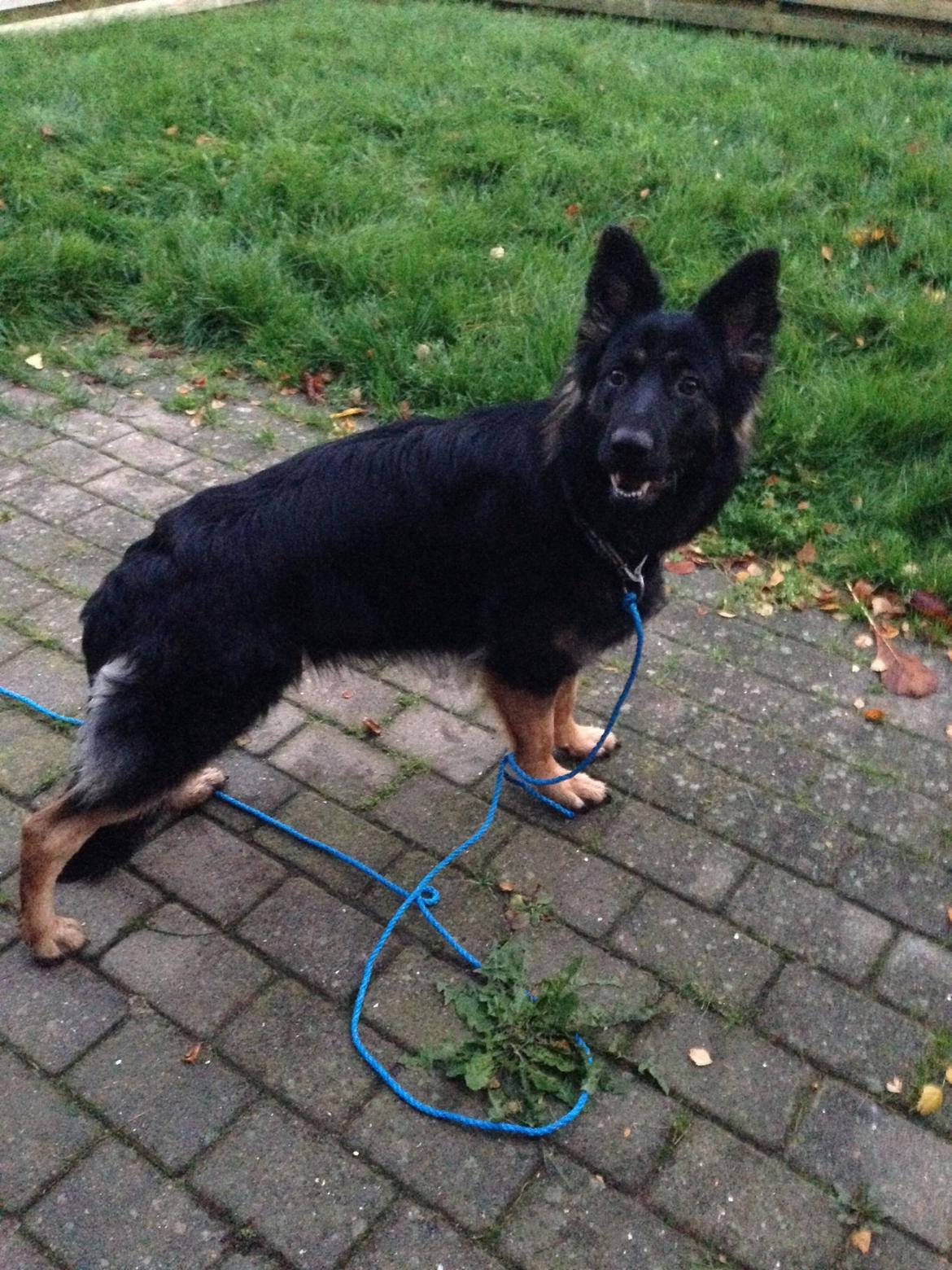 Schæferhund Freja billede 4