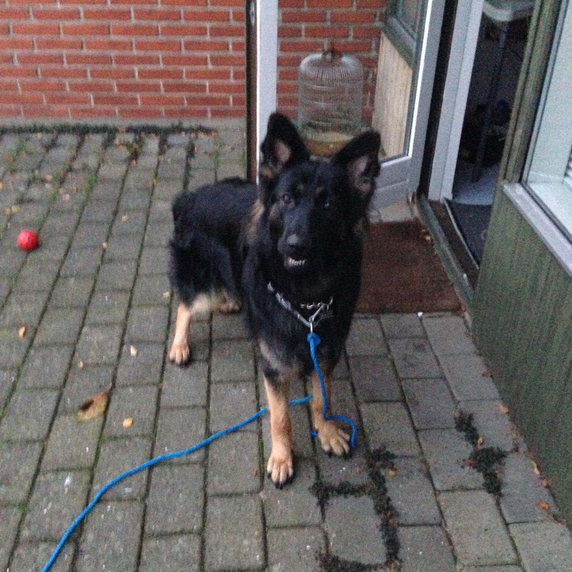 Schæferhund Freja billede 5