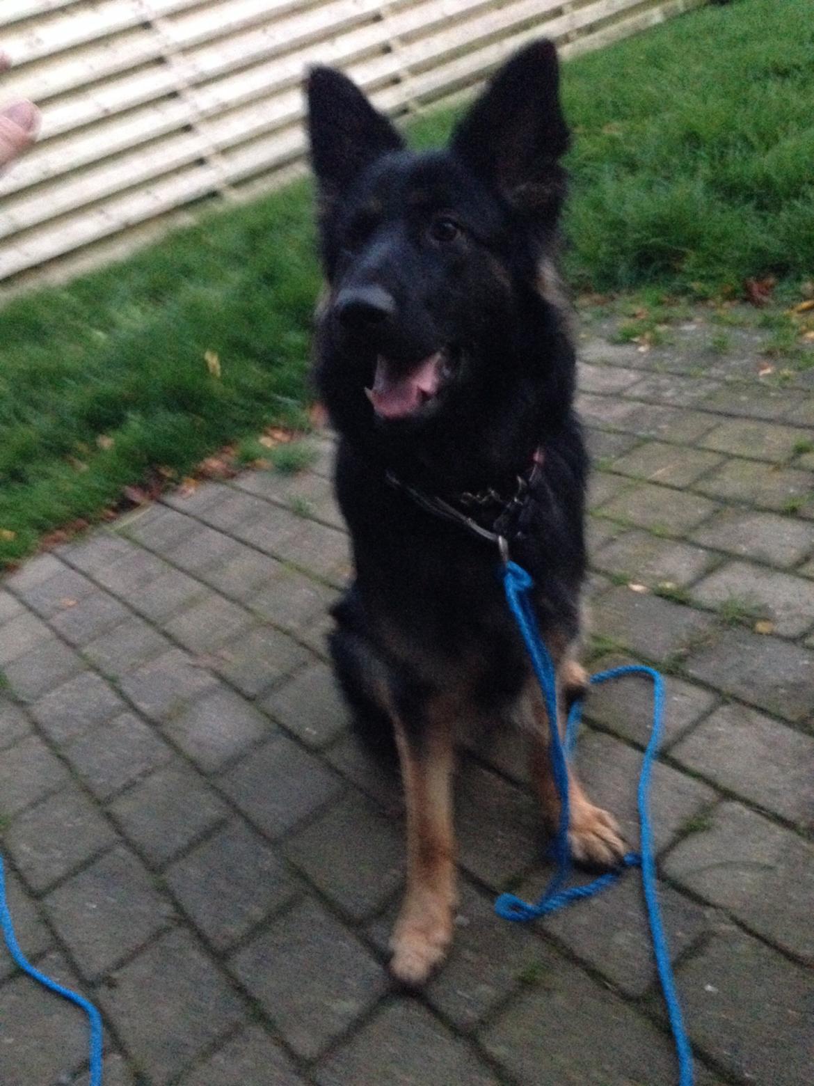 Schæferhund Freja billede 6