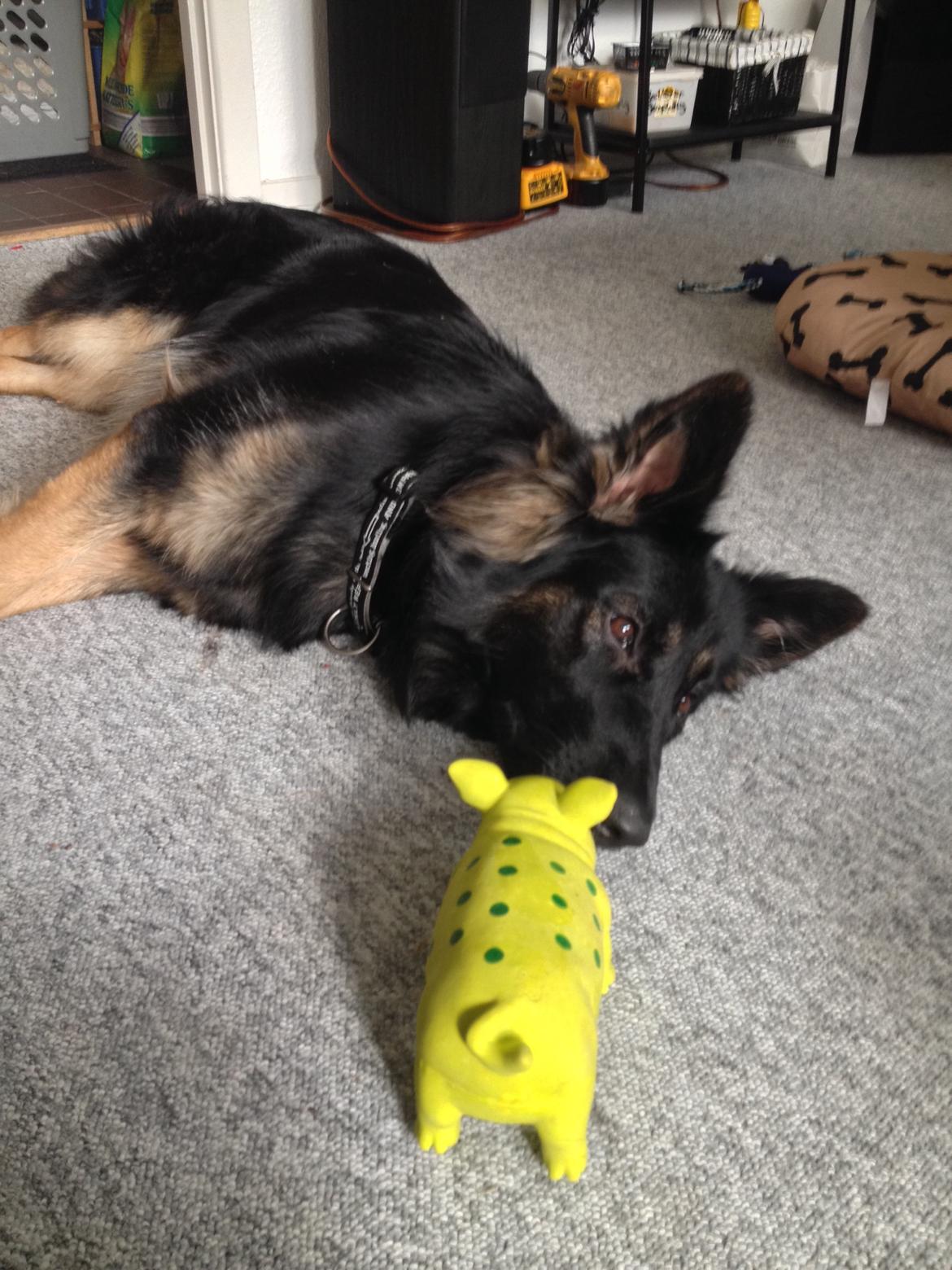 Schæferhund Freja billede 8