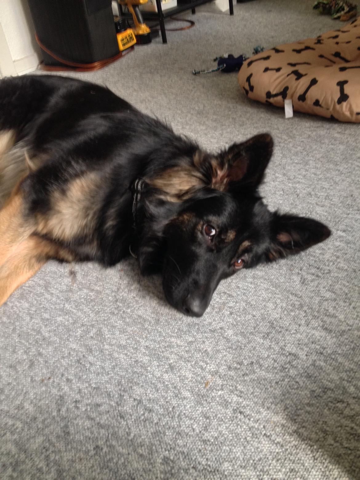 Schæferhund Freja billede 9