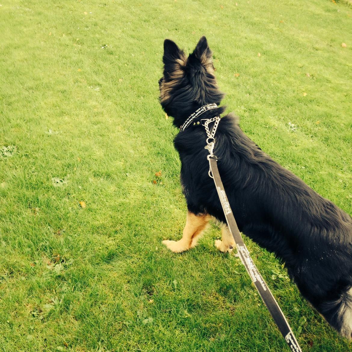 Schæferhund Freja billede 10