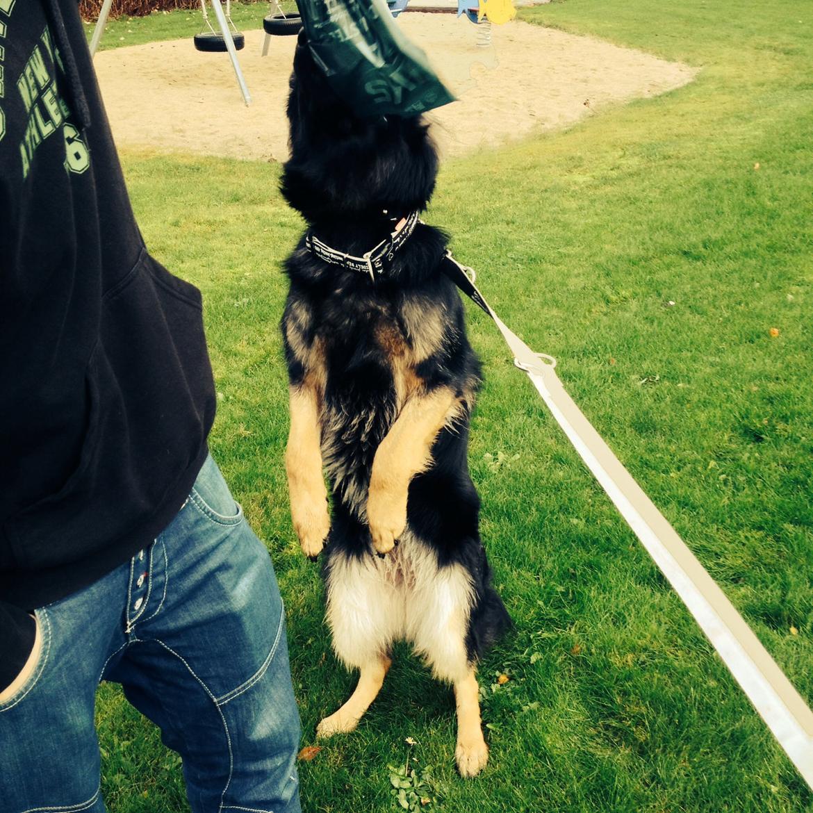 Schæferhund Freja billede 11