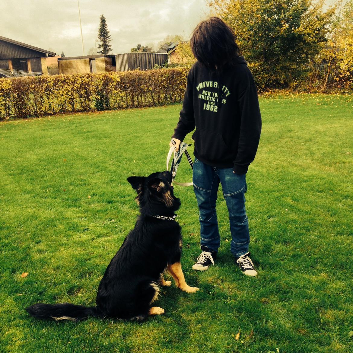 Schæferhund Freja billede 12